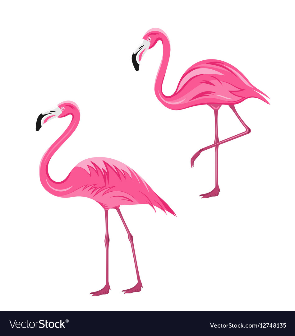 Couple Pink Flamingos Isolated On White Background