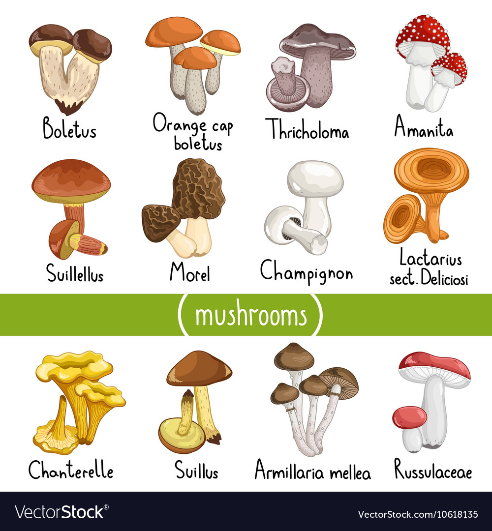 Different Types Of Mushrooms Royalty Free Vector Image   Different Types Of Mushrooms Vector 10618135 