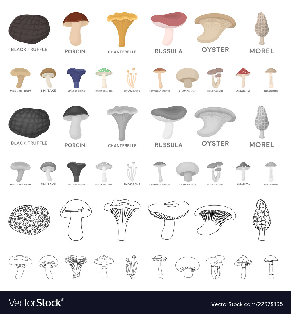 Poisonous and edible mushroom cartoon icons in set