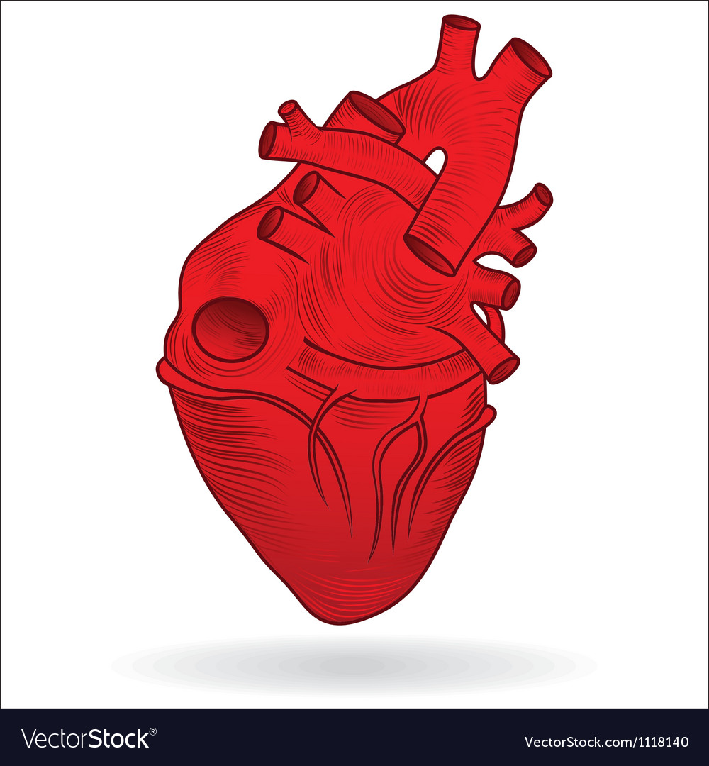 Heart realistic Royalty Free Vector Image - VectorStock