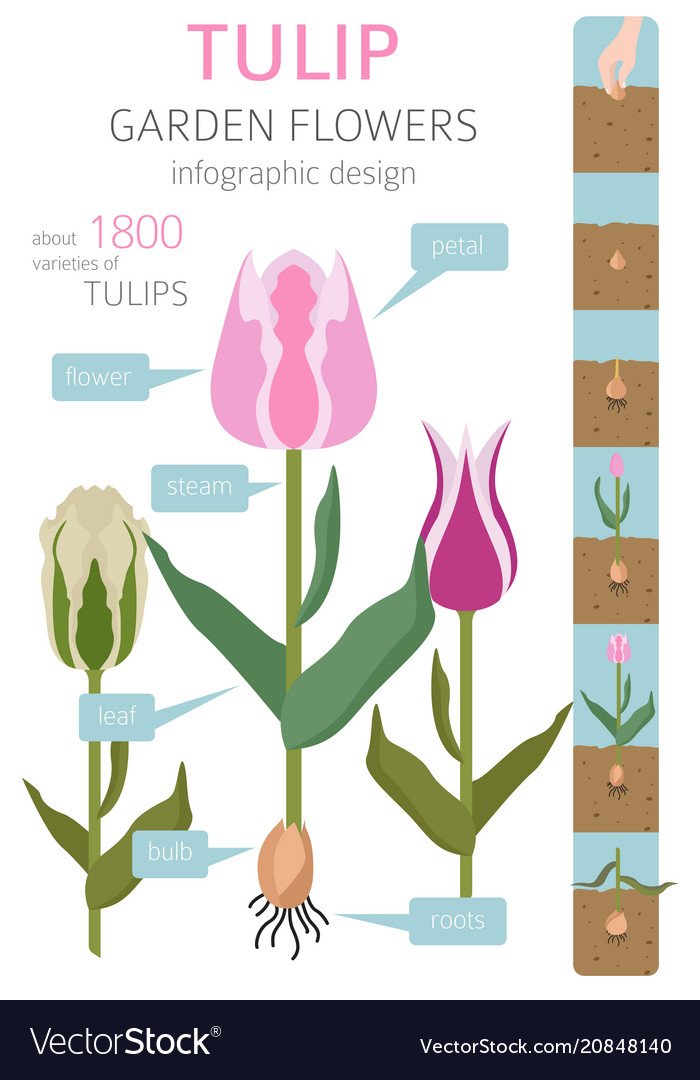Tulip Flower Flat Icon Set