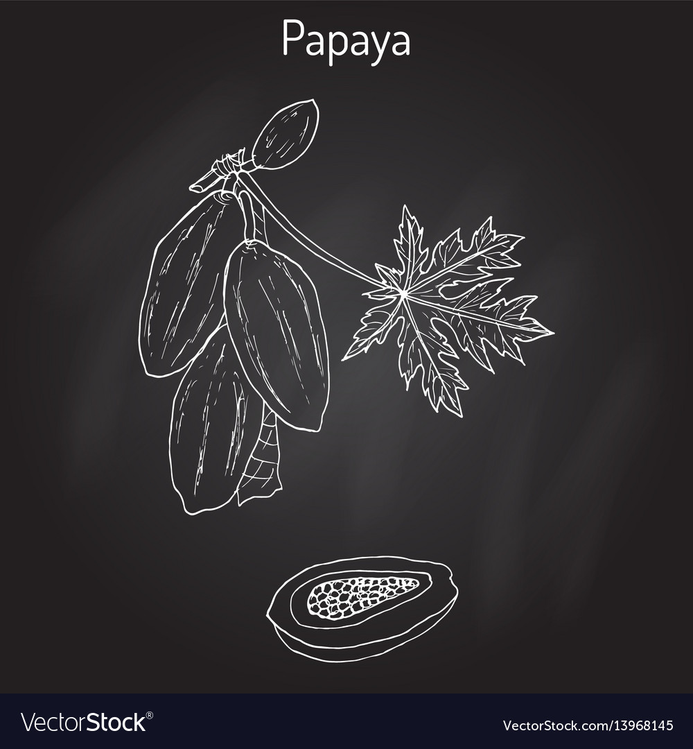 Papaya carica or papaw pawpaw tropical