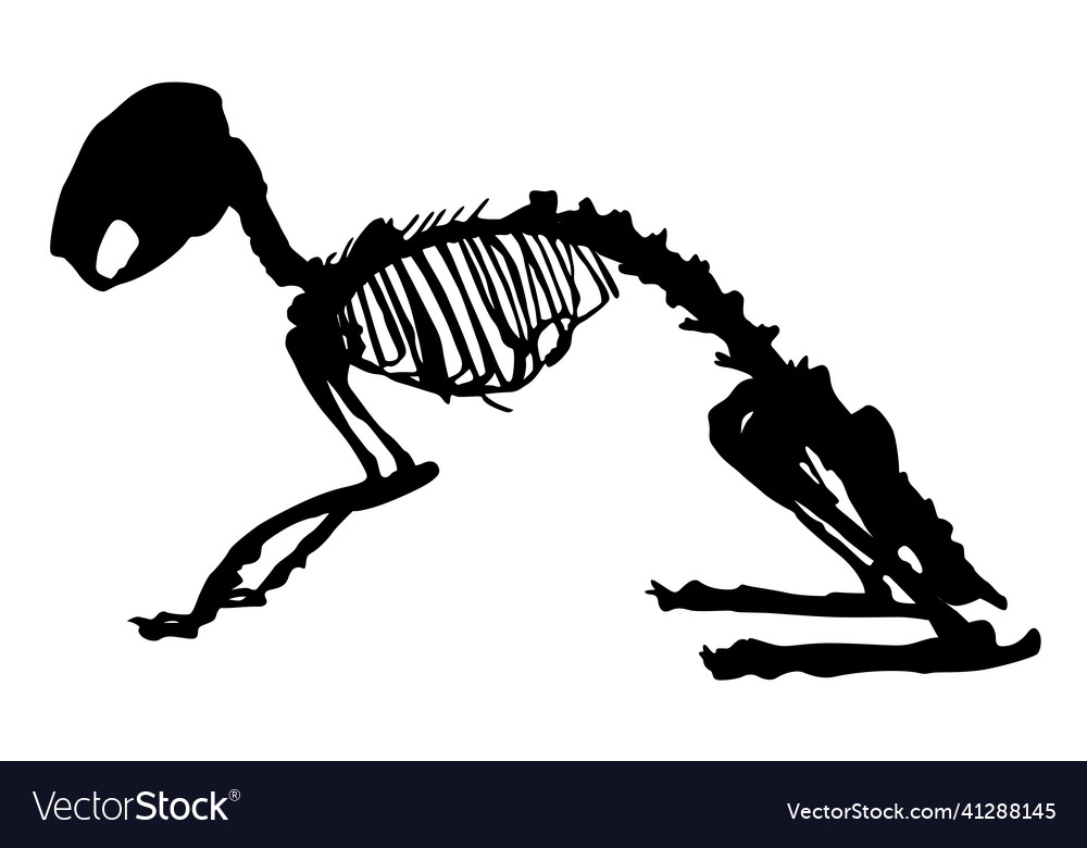 Silhouette of a rabbit skeleton