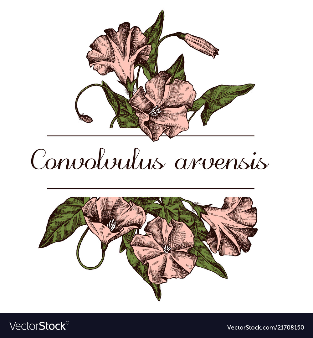 Hand drawn design with field bindweed highly vector image Hand drawn design with field bindweed highly