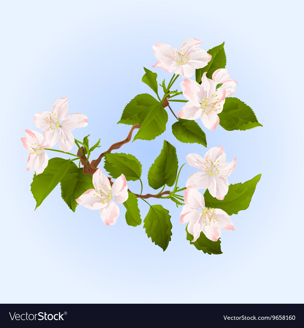 Apple tree branch with flowers Royalty Free Vector Image