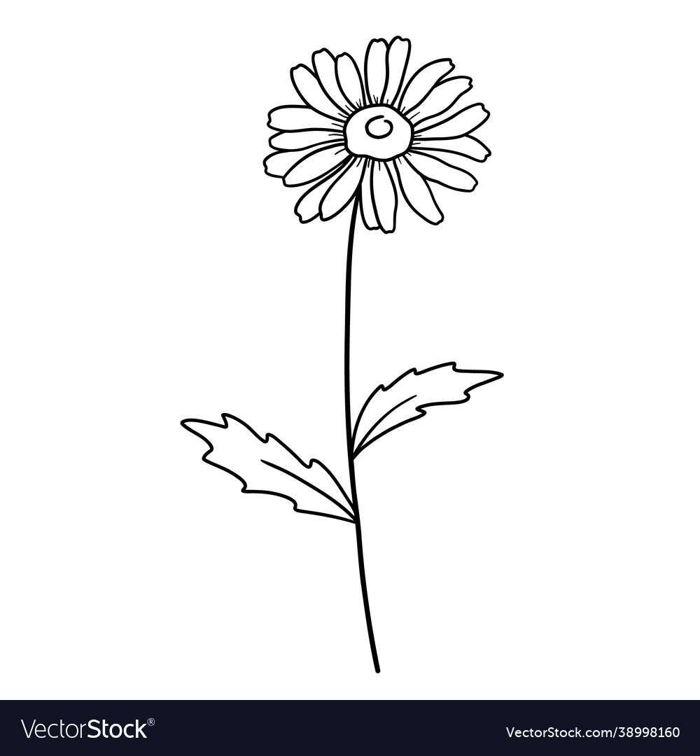 Hand drawn daisy outline Royalty Free Vector Image