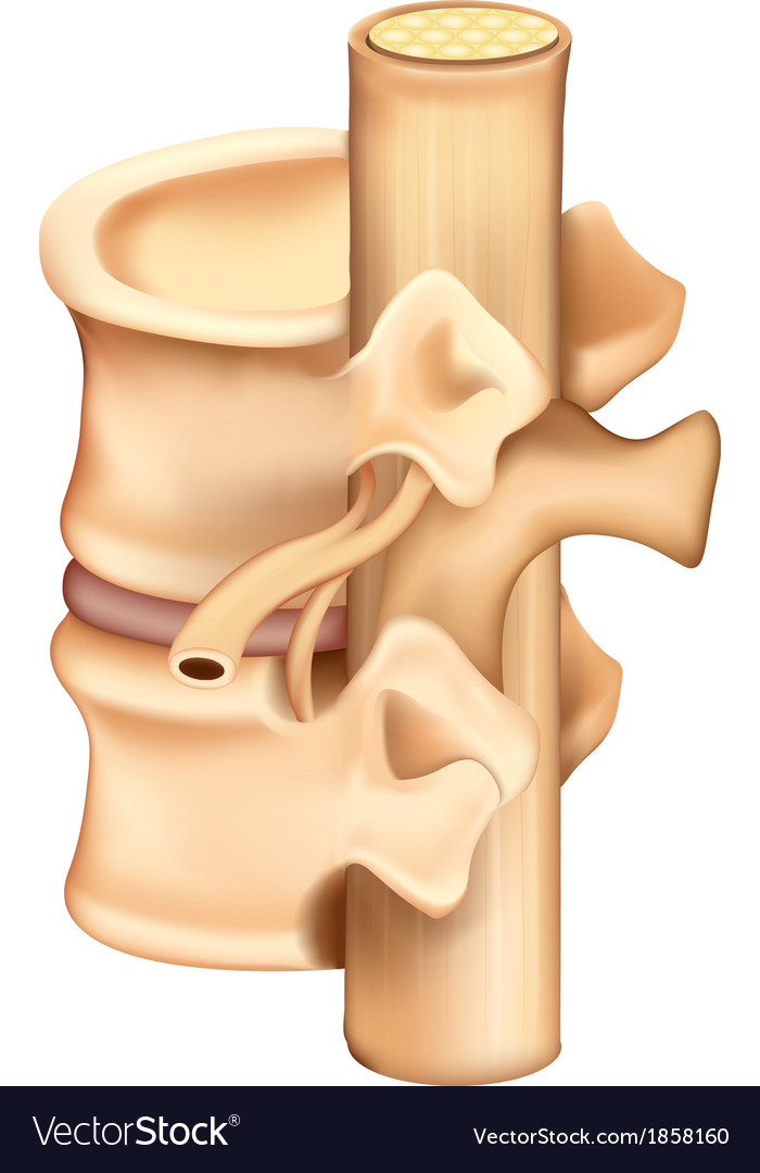 Vertebrae Royalty Free Vector Image Vectorstock