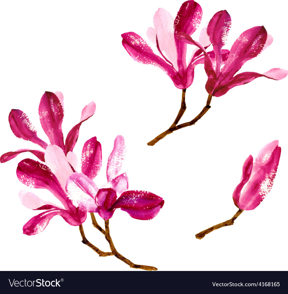 set of red watercolor magnolia flowers royalty free vector