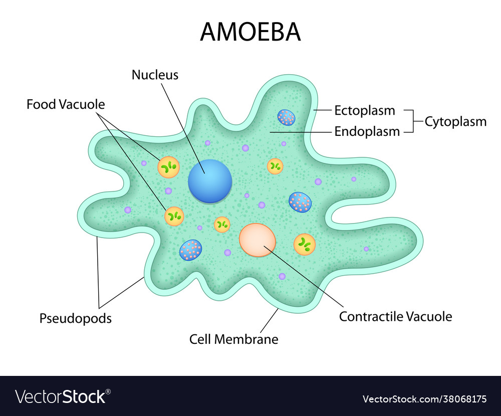 Healthcare and medical education drawing chart Vector Image