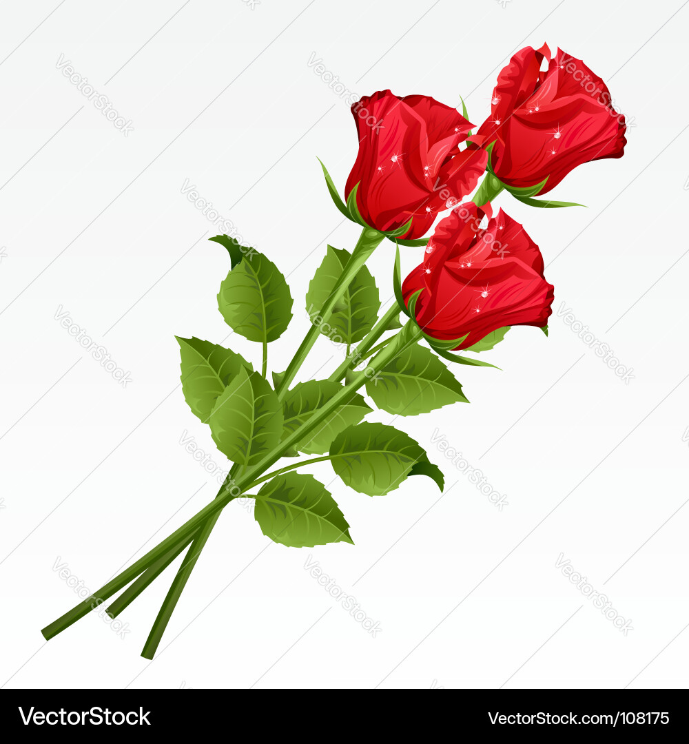 Roses Royalty Free Vector Image - VectorStock