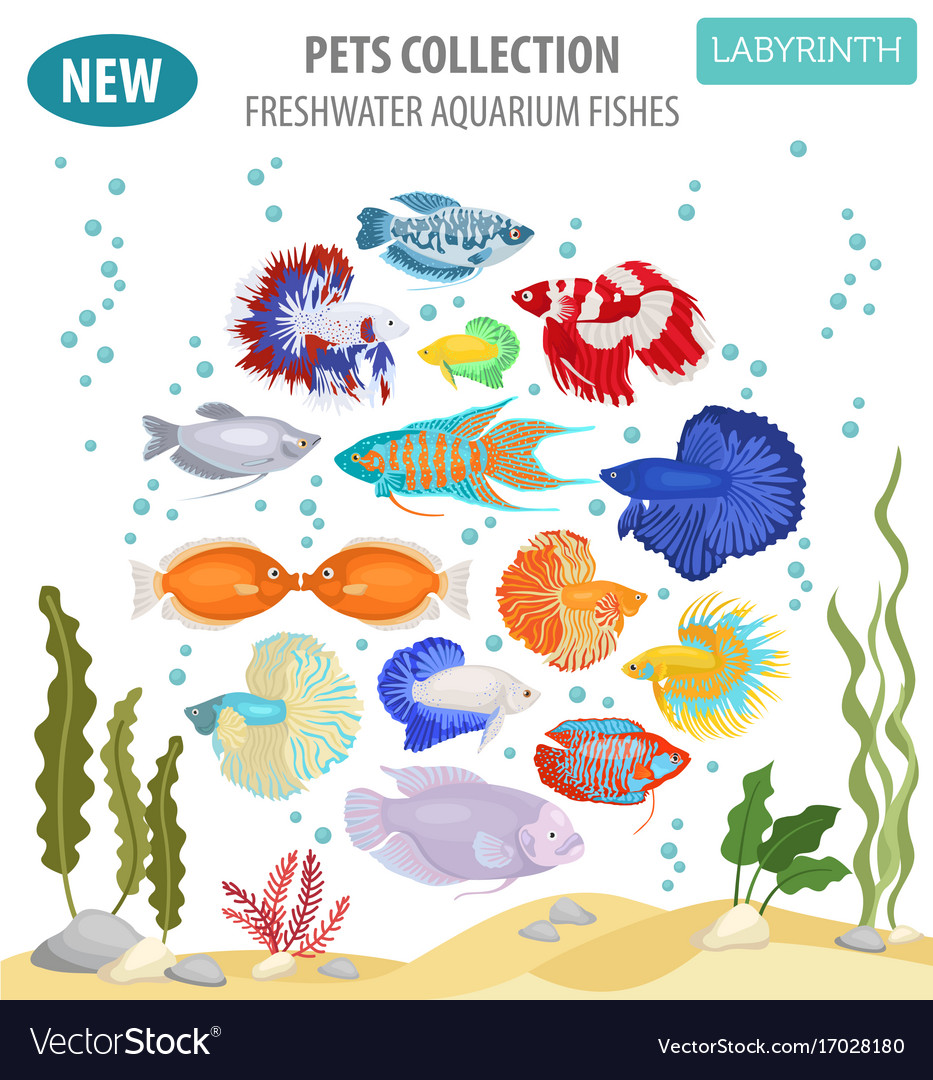 Freshwater aquarium fishes breeds icon set flat