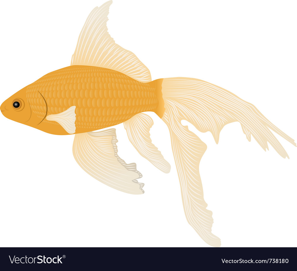 Goldfish Royalty Free Vector Image Vectorstock Goldfish Royalty Free Vector Image Vectorstock
