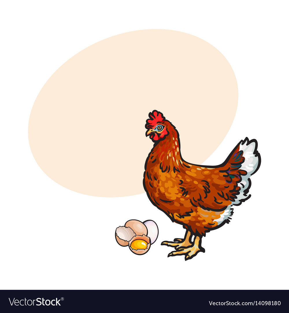 Hen Huhn und Eier - halb gebrochen