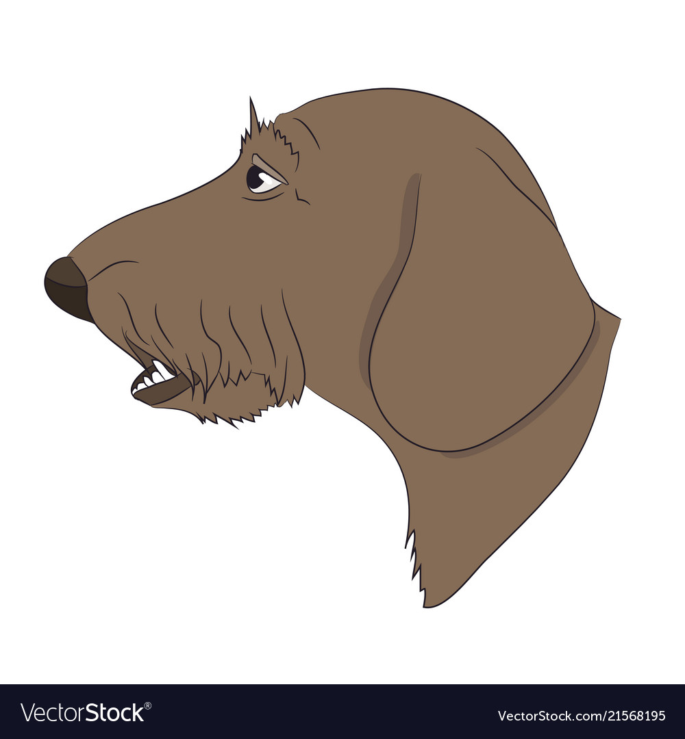 Dog portrait profile dachshund look down