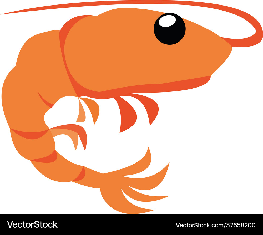 Shrimp Royalty Free Vector Image - VectorStock