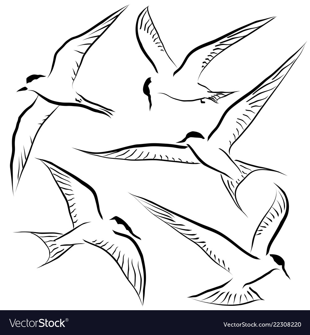 Tern Flight Sketches
