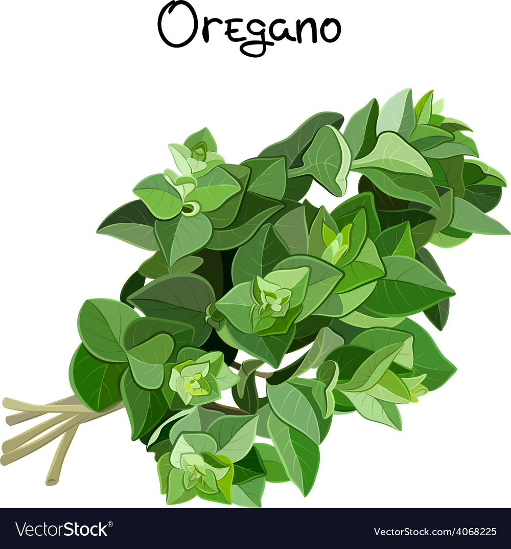 Oregano sprigs Royalty Free Vector Image - VectorStock