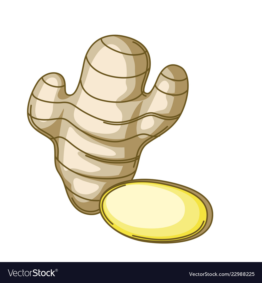 Stylized Ginger Root and Pieces