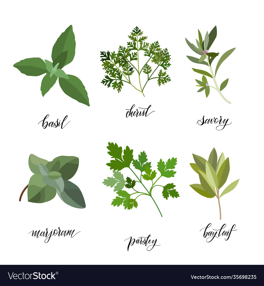 Herbs And Spices Big Set Royalty Free Vector Image