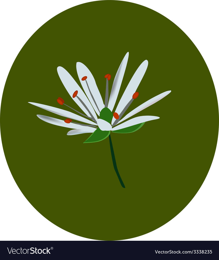 White flower Royalty Free Vector Image - VectorStock
