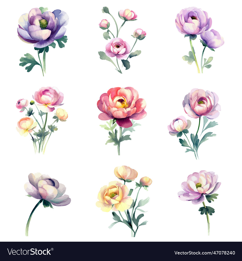 Watercolor ranunculu flowers set