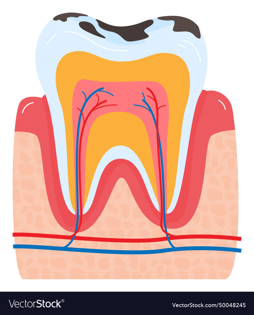 Close Up Of A Human Tooth Cross Section Showing Vector Image