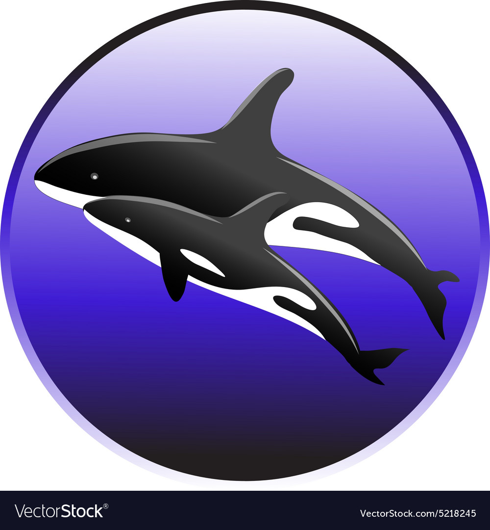 Killer whale swim in the ocean with a baby