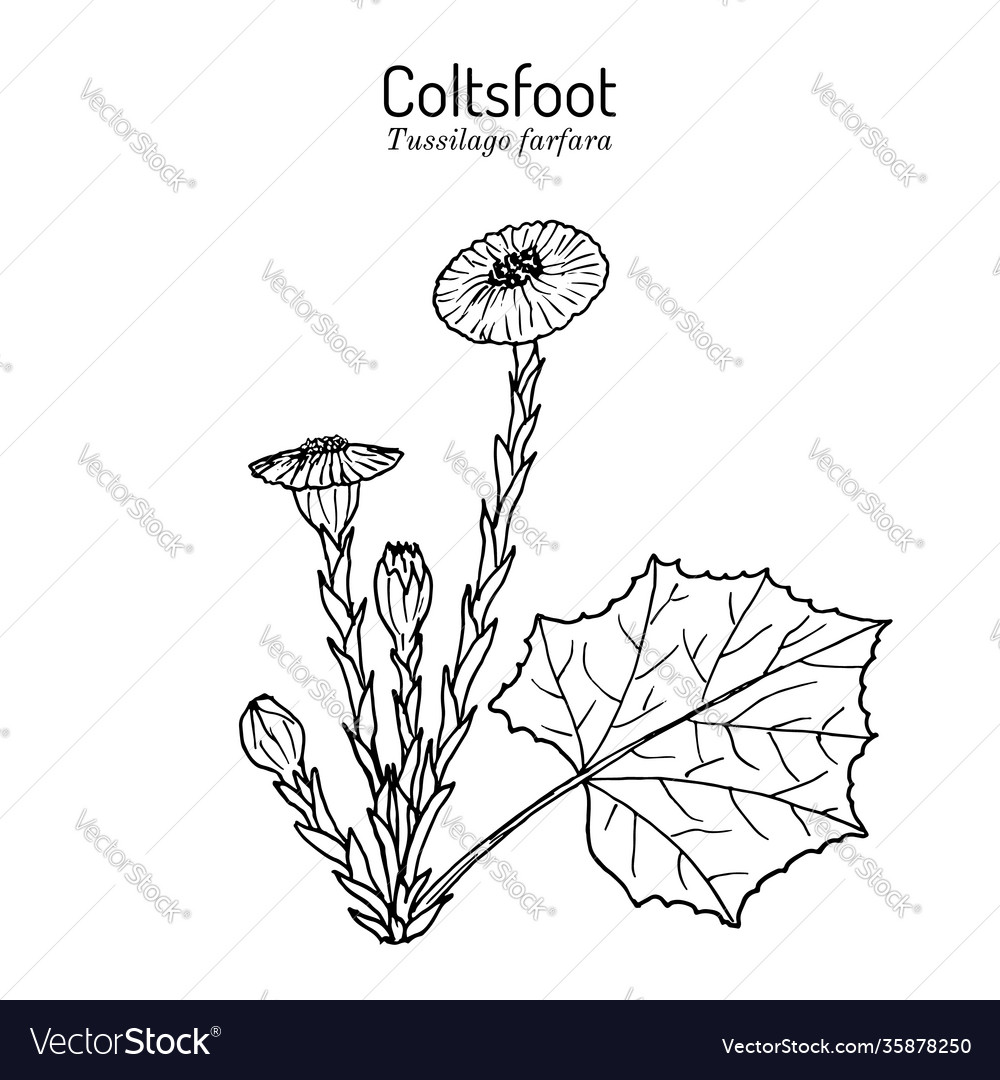 Coltsfoot tussilago farfara - Heilpflanze