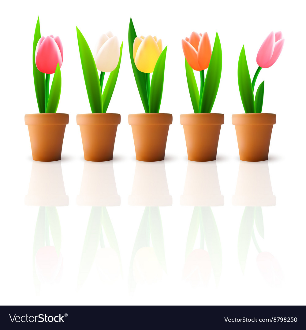 Tulip flowers isolated