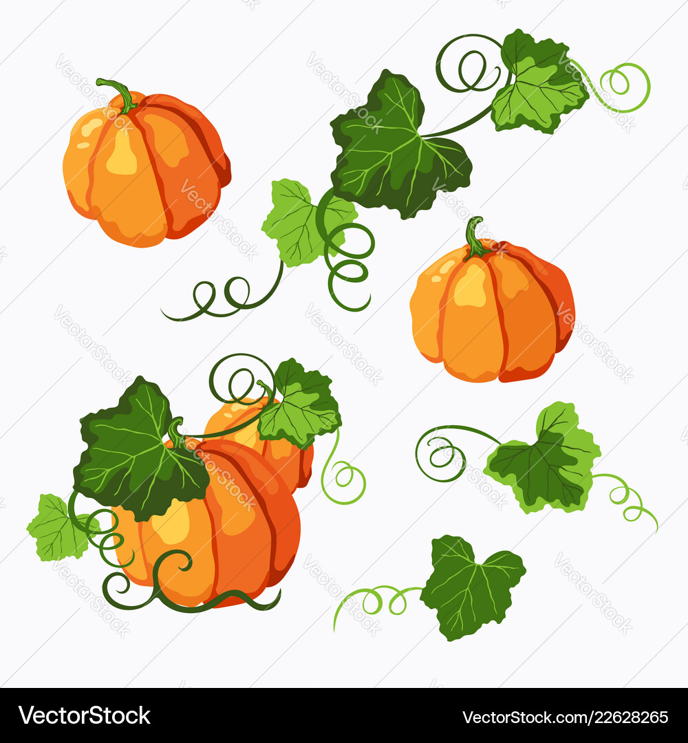Autumn Pumpkins With Leaves Royalty Free Vector Image