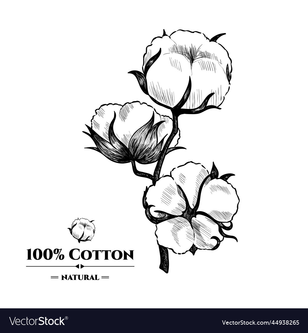 Background with cotton plant hand drawn Royalty Free Vector