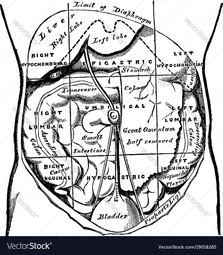 Regions of the abdomen and their contents vintage Vector Image