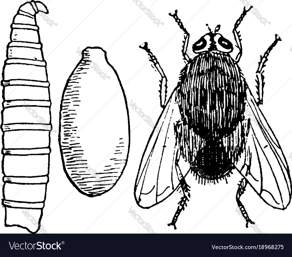 Blue bottle fly stages vintage