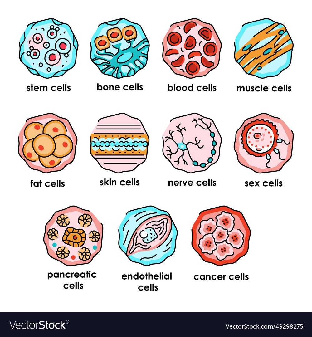 Human cells color line icons set microorganisms Vector Image