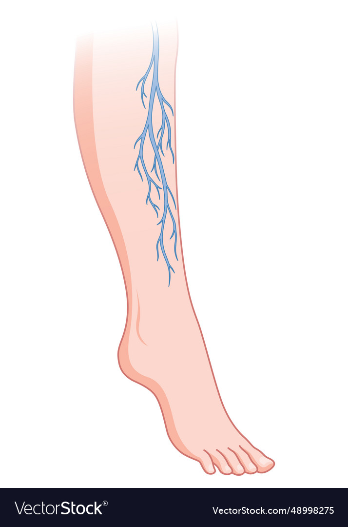 Varicose veins blue blood vessel visible through Vector Image