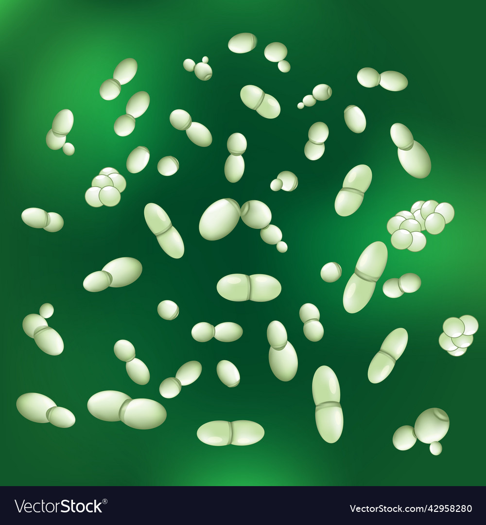 Malassezia fungi yeasts of pityrosporum Royalty Free Vector