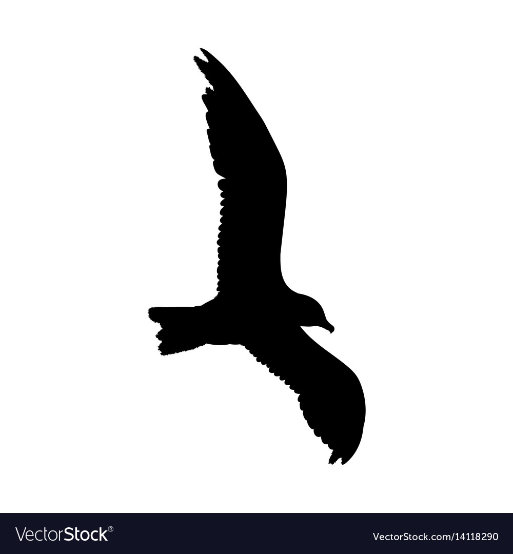 Seagull flying silhouette isolated on white Vector Image