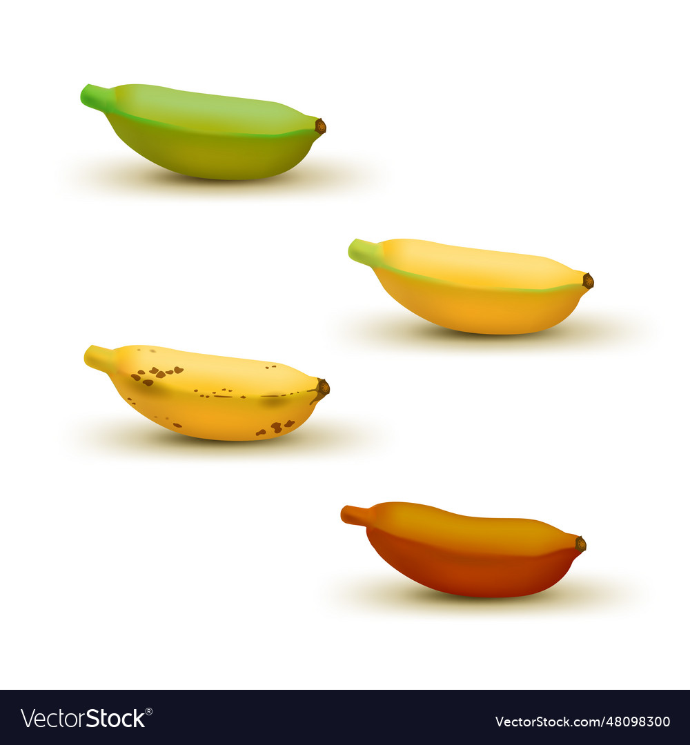 Realistic baby banana ripeness chart set of 4 Vector Image