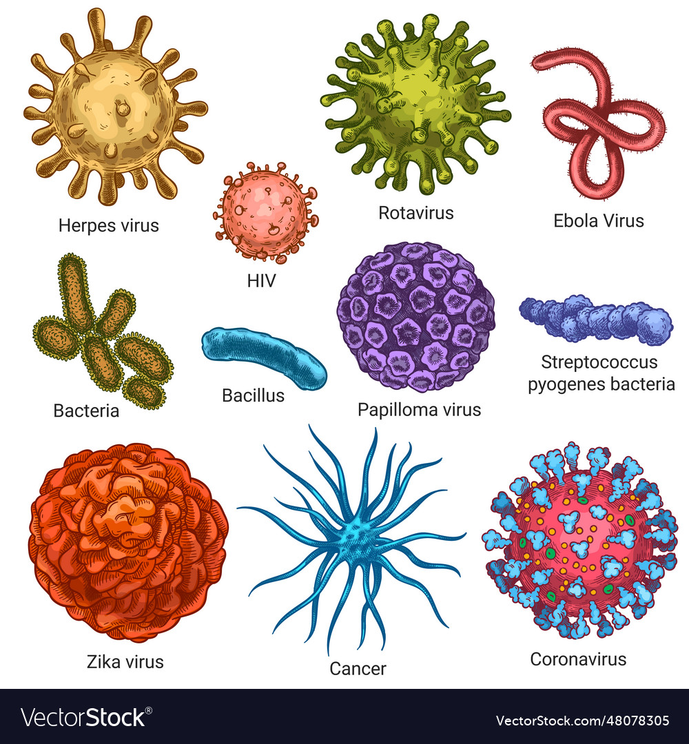 Viruses Sketch Color Herpes Hiv And Papilloma Vector Image