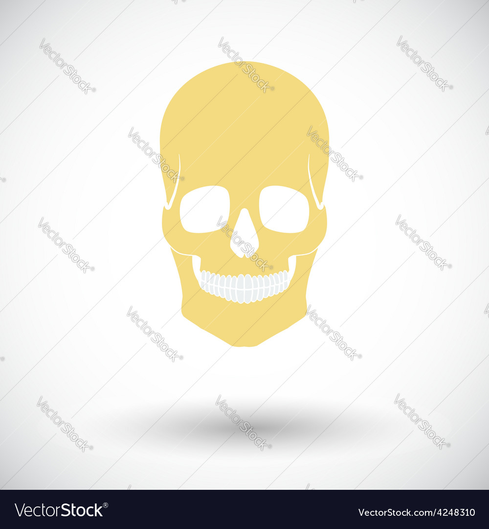 Anotomy skull