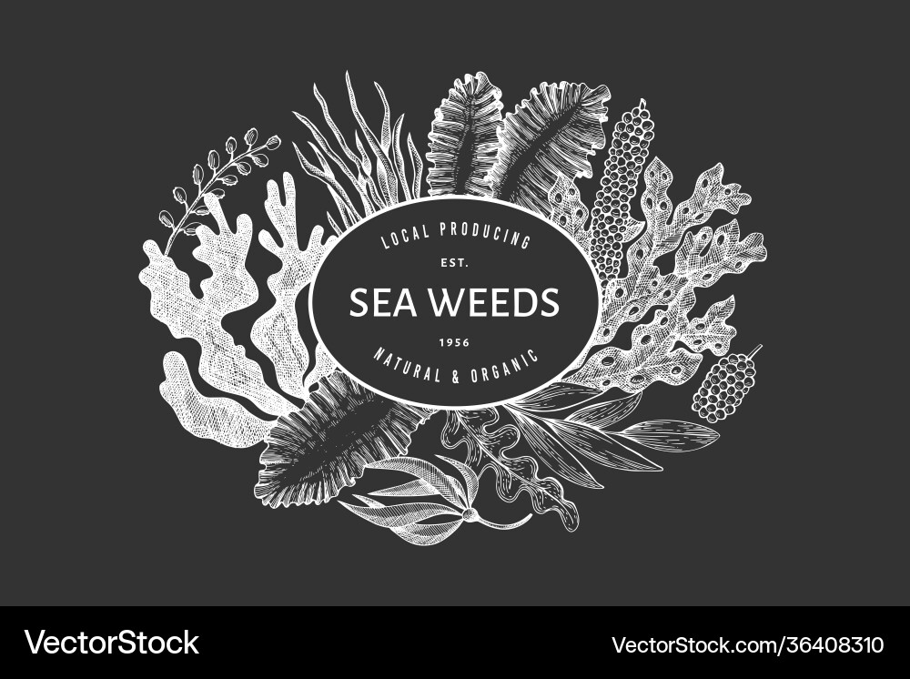 Seaweed design template hand drawn seaweeds Vector Image