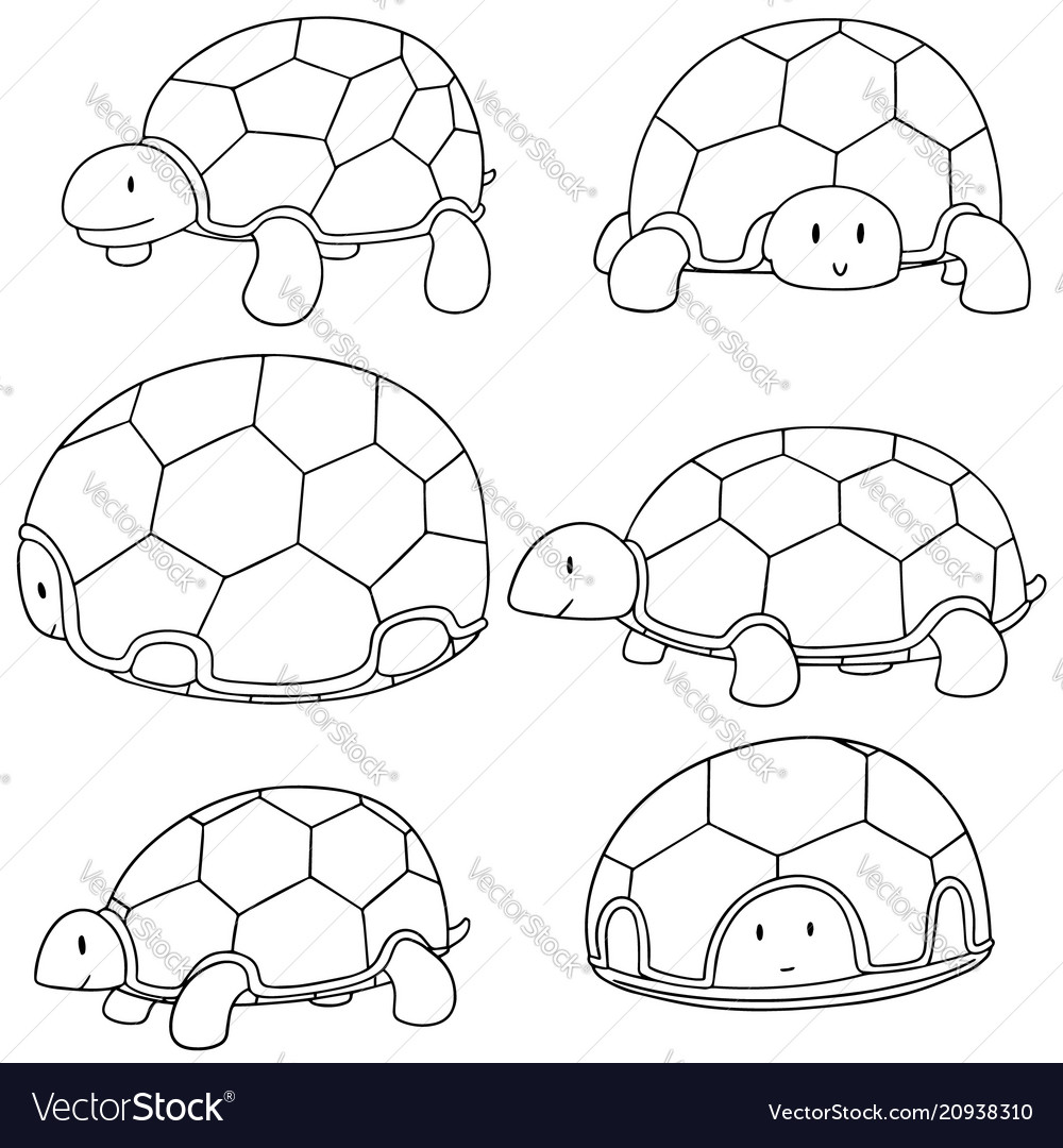 Set of turtle