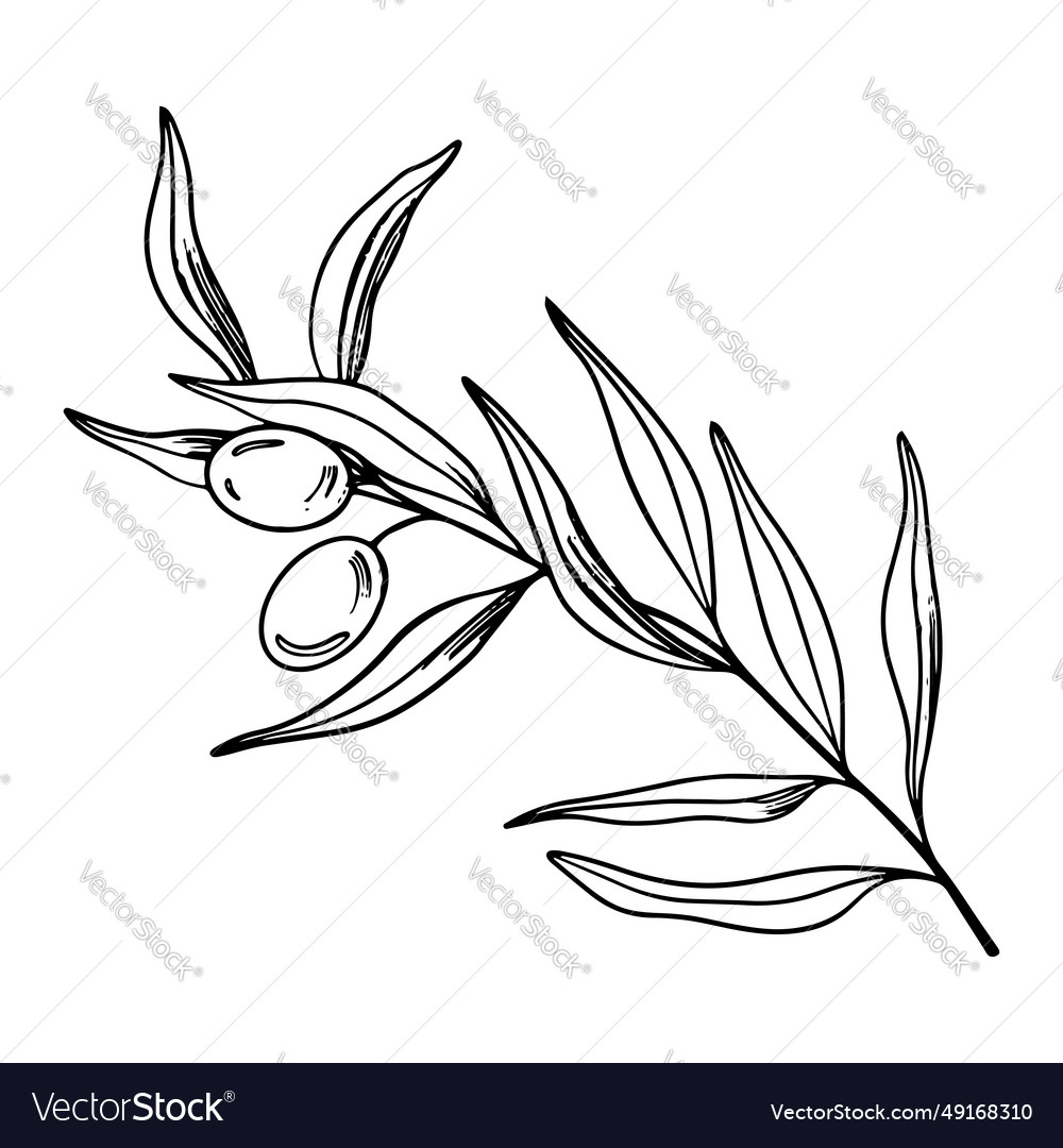 Sketch of olive branch with berries and leaves