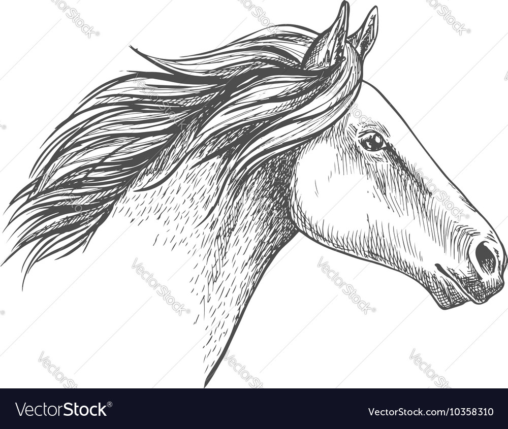 horse pencil drawing