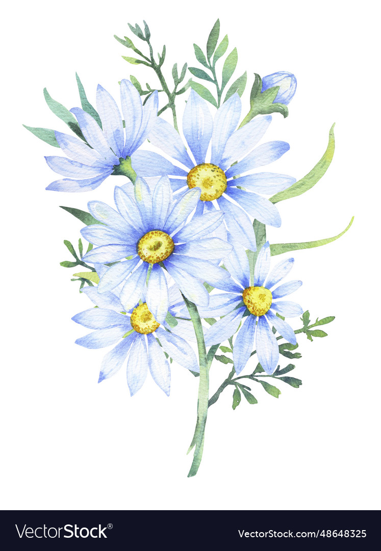 Bouquet Of Daisies Watercolor Royalty Free Vector Image