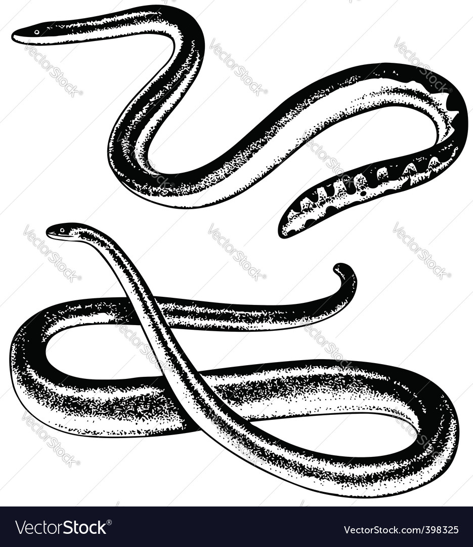 Snakes Royalty Free Vector Image - VectorStock