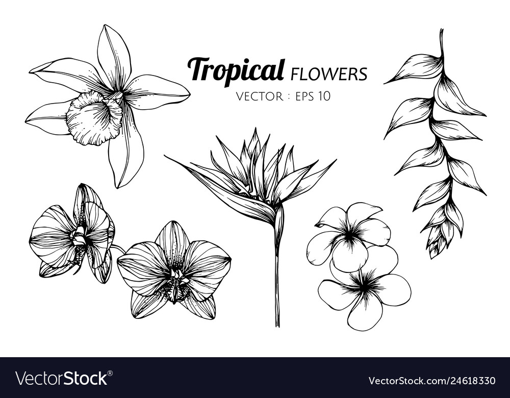 Collection Set Tropical Flower Drawing Royalty Free Vector