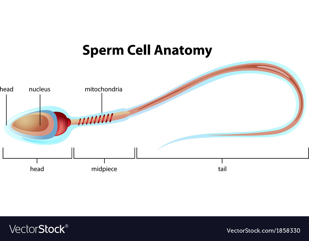 Assessment Of Sperm Motility