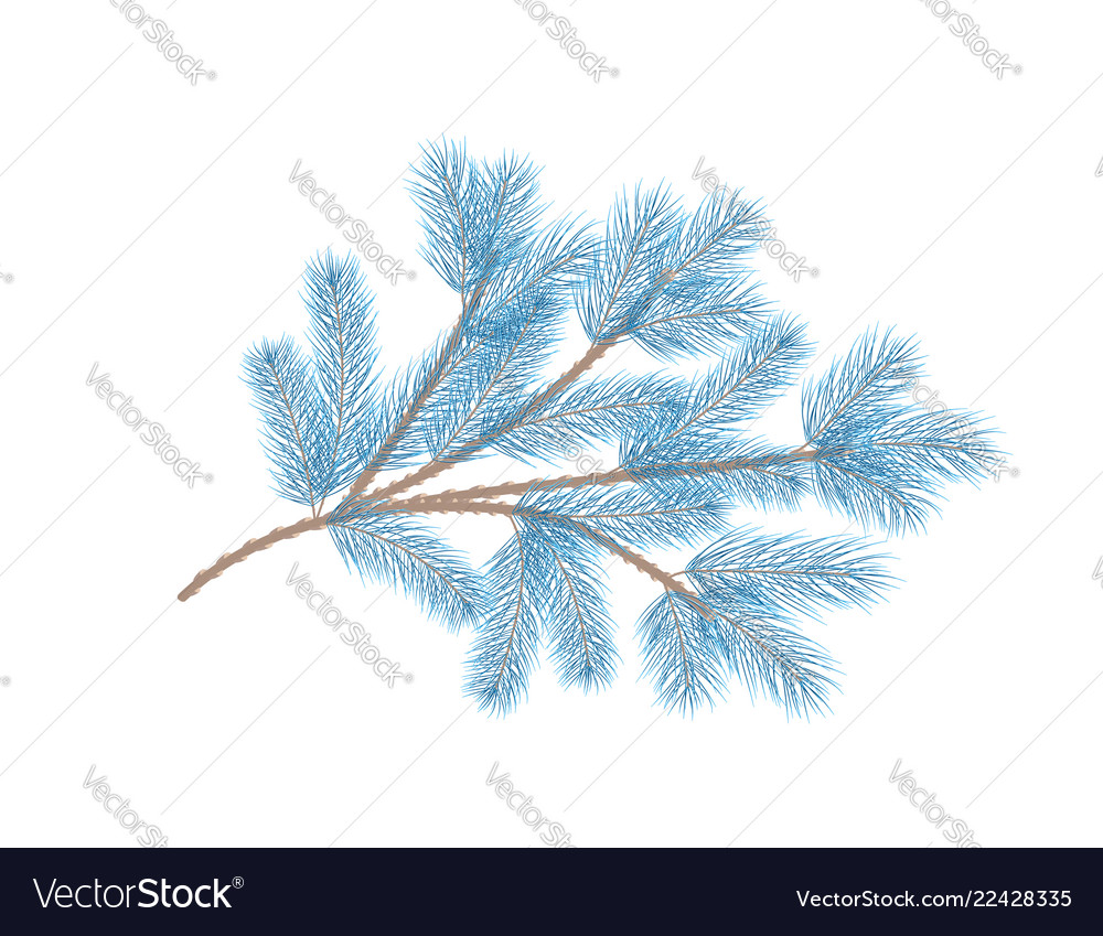 Blue pine branch fir tree