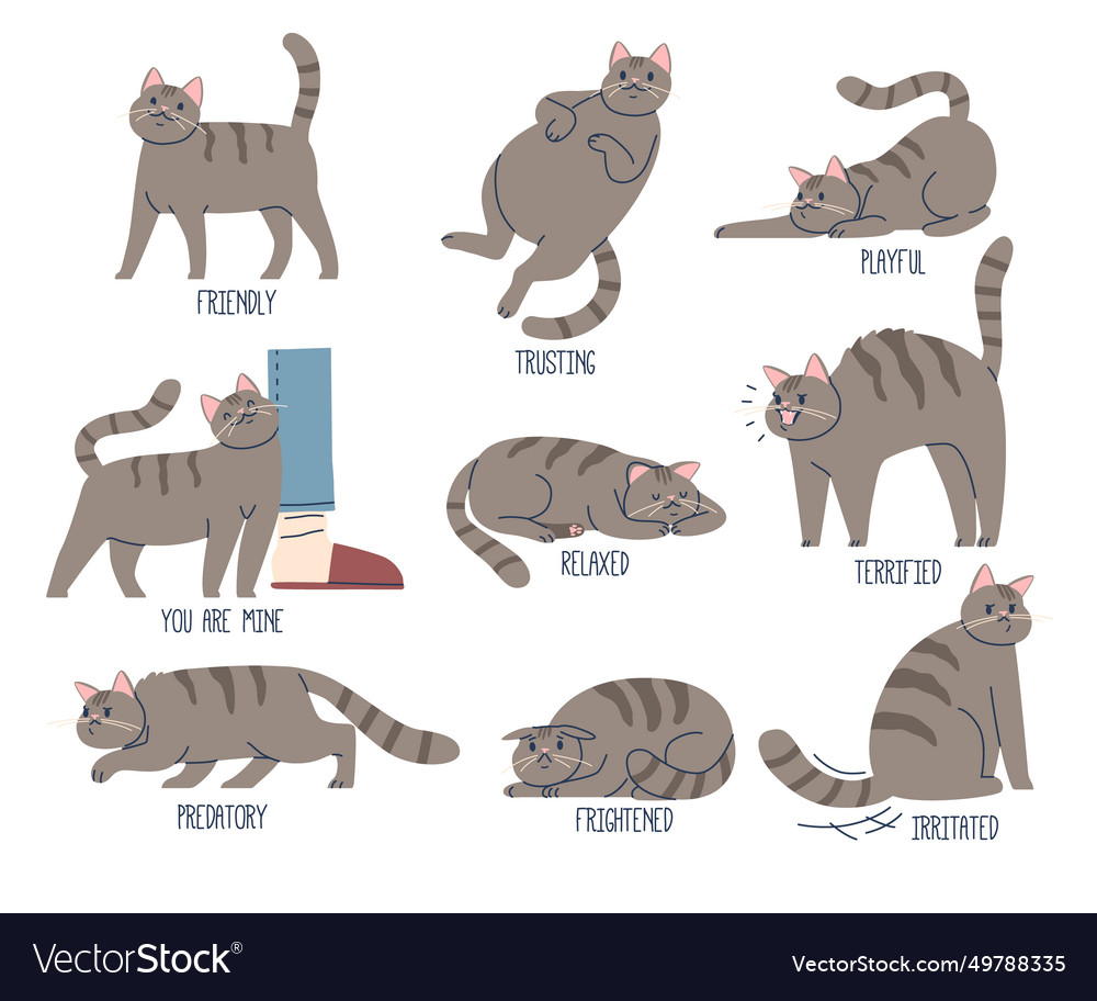 Language of cats friendly trusting playful